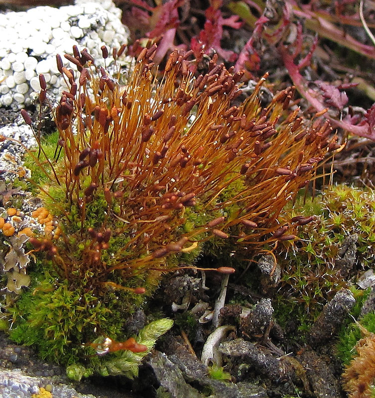 Didymodon acutus